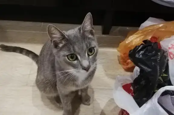 Кошка найдена на улице Генерала Попова в Калуге
