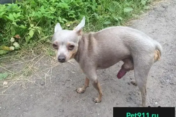 Пропала собака в Раменском районе.