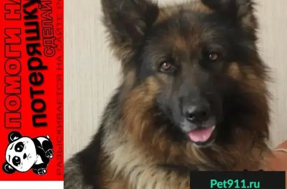 Пропала собака в коттеджном поселке Азия