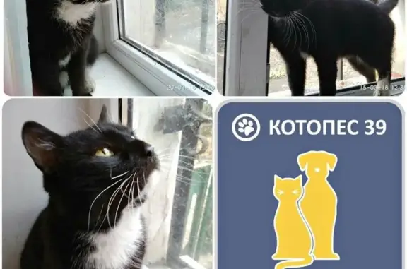 Котик Круз ищет дом в Калининграде