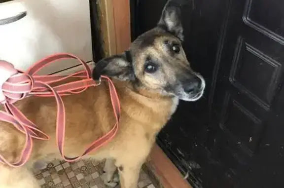 Найдена собака рыжего окраса возле Пятёрочки в Климовске