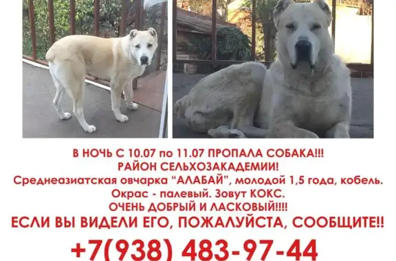 Пропала собака в Краснодаре, ул. Труда, вознаграждение!