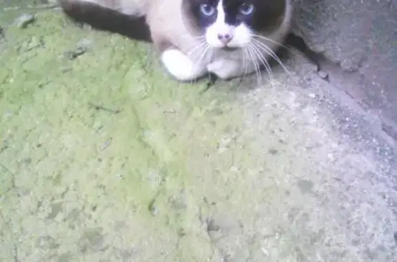 Найден домашний кот возле дома в Брянске, ул. Мира 94