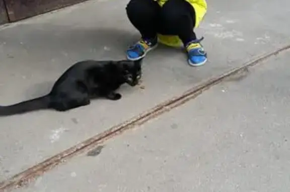 Пропала черная кошка у м. Коньково, ул. Островитянова, 33