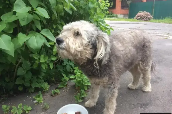 Найдена собака Сучка в Подольске, серого цвета