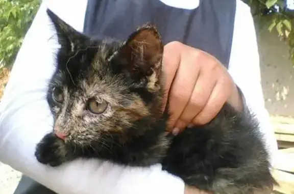 Найдена кошка в Красноярске, нужна передержка