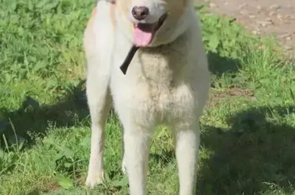 Найдена собака Линда в Перми