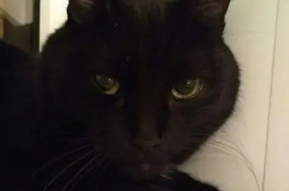 Пропала кошка на Фронтовиков, откликается на Кузя, черный цвет с белым галстучком, возраст 10 лет.