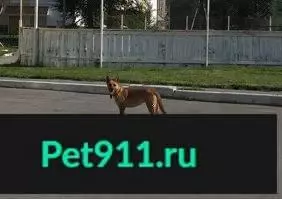 Найдена собака на Геодезической, Барнаул