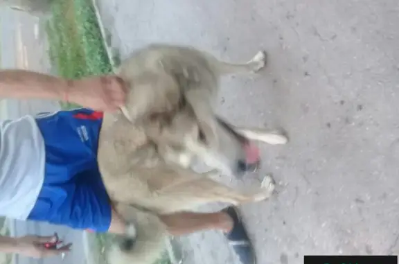 Найдена собака на улицах Ленинская и Вилоновская в Самаре