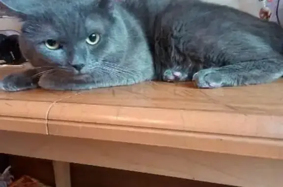 Найден серый британский кот, ищет хозяина в Калининграде.
