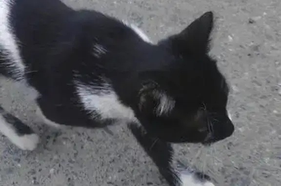 Найден черный кот в Екатеринбурге