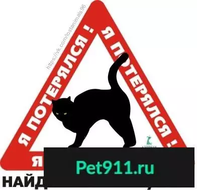 Найден кот в Екатеринбурге (СНТ 