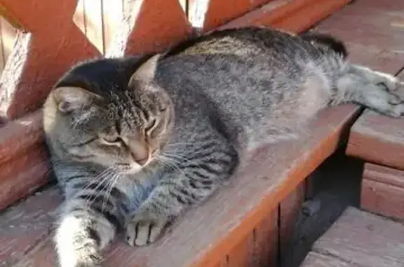 Кошки потеряшки, Подосиновец, фото: Потеряшка кот Василий в Подосиновце, ул. Советская, 91