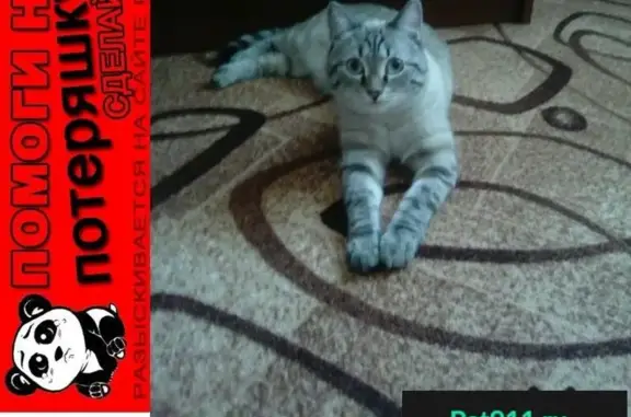 Пропал кот Амур в Ленинском районе Томска