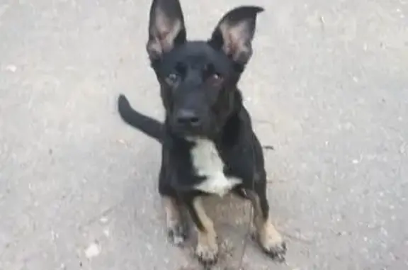 Пропала собака на Грабцевском шоссе в Калуге!