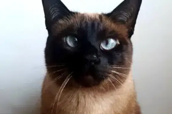 Кошки потеряшки, Севастополь, фото: Потеряшка кошка в поселке Кача, Севастополь