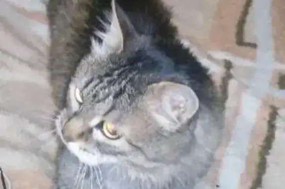 Кошки потеряшки, Воейково, фото: Потеряшка кошка в Пензенском районе