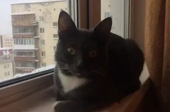 Пропал серый кот Семён на ул. Полярные Зори, Мурманск