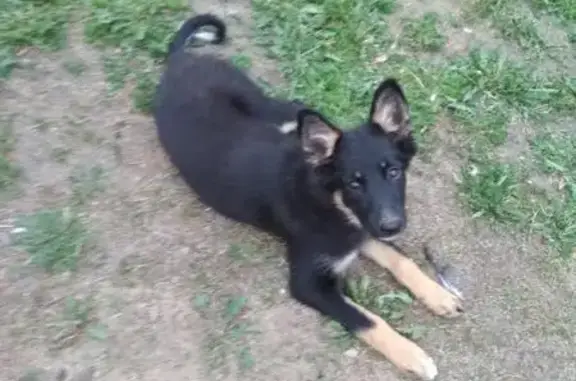 Пропала собака в Петрозаводске, Голиковка-ла-Рошель, кличка 