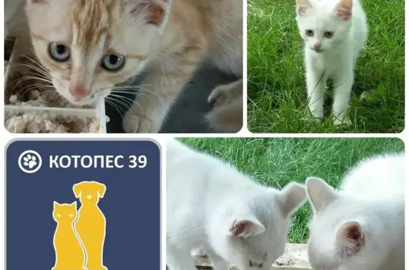 Ищут дом 3 котенка в Калининграде