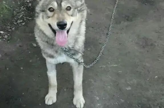 Новосибирск: Ищем семью для красивого мужчины-собаки Рэя, помесь хаски