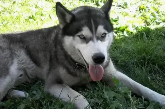 Собака с голубыми глазами найдена в Ногинске.