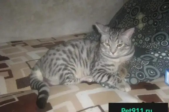 Пропала кошка в Кузяево, Раменский район