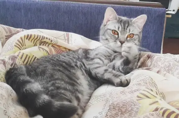 Пропала кошка Кукки в Лениногорске