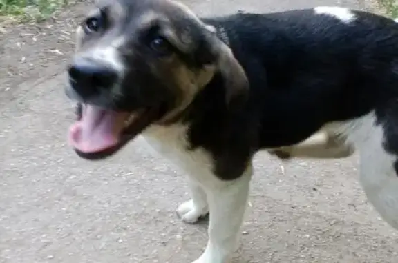 Найдена собака в Самаре - Дорри