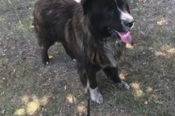 Найдена собака в Ульяновске - ищем хозяев!