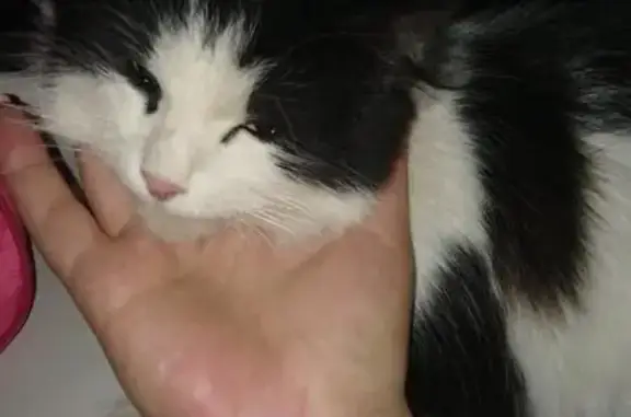 Найден кот на Тюленина, звонить #потеряшки@pit.omsk