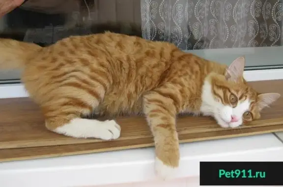 Найден котик Рыжик в Екатеринбурге