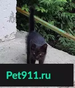 Найдена кошка в Саратове на Пролетарке