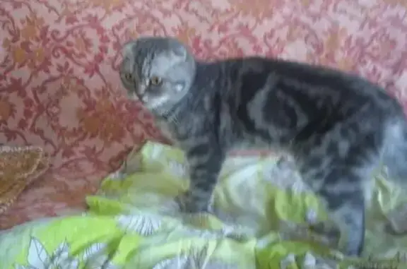 Найдена британская кошка в Лопатино, Иваново