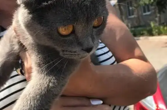 Найден испуганный британский кот на улице б. Хмельницкого, Ейск