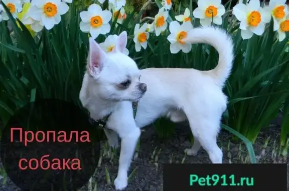 Пропала собака Майк в Кривце, Добровский район - вознаграждение!