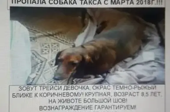 Пропала собака с шовом на животе в Московской области