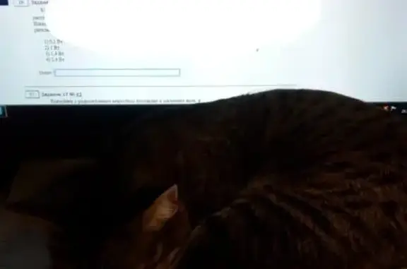 Кошки потеряшки, Омск, фото: Потеряшка кошка на Космическом проспекте в Омске