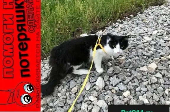 Пропал кот Барсик по адресу ул. Чернышевского, 17 в Перми
