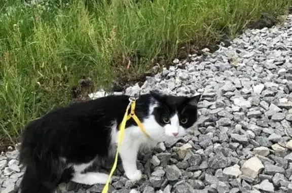 Пропал кот Барсик на улице Чернышевского, 17 (Пермь)