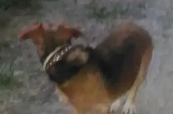 Найдена домашняя собака на Ягодной улице в селе Флотское