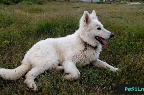 Пропала собака Зевс на Хладокомбинате, Севастополь