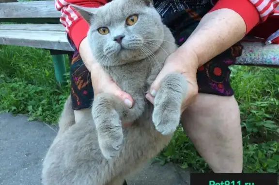Найден британский кот в Иваново - ищет дом