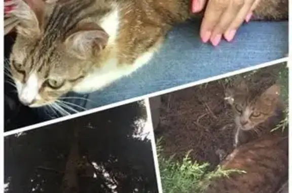Найдена кошка в Сочи: Екатерина ищет дом