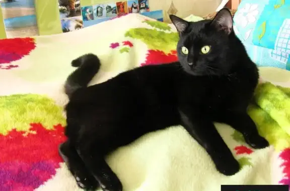 Пропала черная кошка в Солнечногорске, ул. Красная, дом 174.
