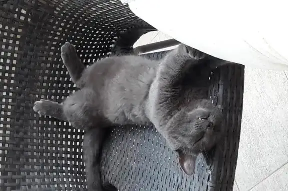 Пропала кошка Серый в поселении Рязановское, Москва