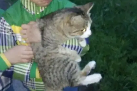 Найдена кошка без хвоста рядом с кафе Династия в Чите
