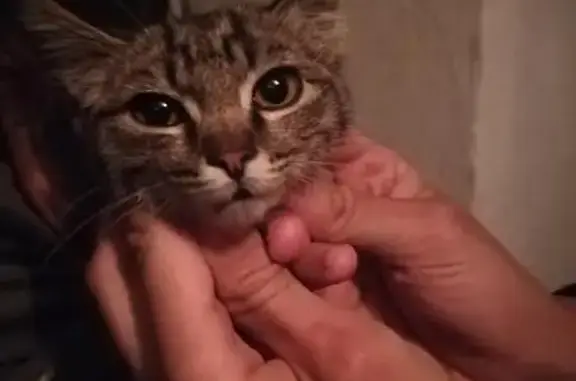 Найден котенок на улице в Чите, нужна передержка или дом