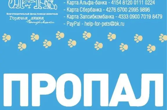 Кошки потеряшки, Тюмень, фото: Потеряшка кошка на ул. Ямская и Казанская, кличка Сабрина